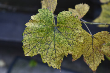 A leaf in a focus and blur background