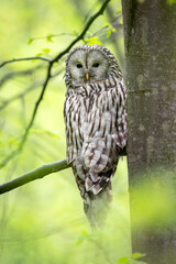 Ural owl ( Strix uralensis ) in spring forest