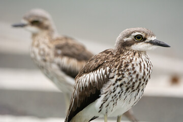 Bush Stone-curlews