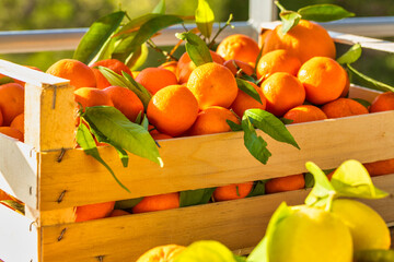Fresh citrus harvest. Box with clementines. Croatian lemons, oranges, tangerines. Vitamin fruits.