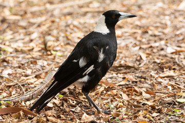 Australian Magpie
