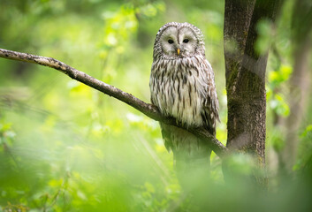Ural owl ( Strix uralensis ) in spring forest