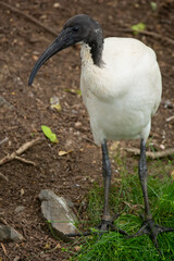 Australian Ibis