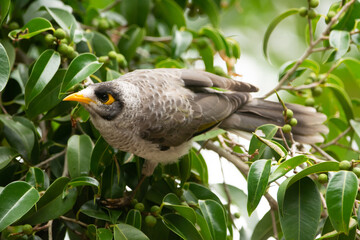 Noisy Miner