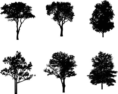 A vector collection of trees and forest foliage