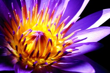 A beautiful purple yellow lotus flower in the sunshine  - obrazy, fototapety, plakaty
