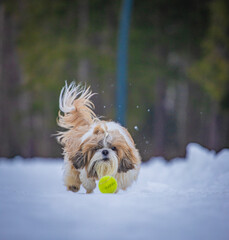 shih tzu dog runs after a ball in the snow in winter