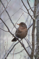 Junges Amsel Weibchen beobachtet auf kahlem Baum die Umgebung an einem kalten Winter Tag