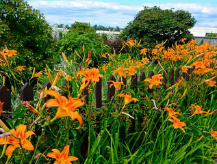 pomarańczowe liliowce (Hemerocallis ), pomarńczowe kwiaty w wiejskim ogrodzie - obrazy, fototapety, plakaty