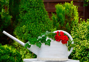 czerwona pelargonia i bluszcz w białej konewce - Pelargonium × hortorum and ivy in a watering can © kateej