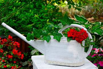 czerwona pelargonia i bluszcz w białej konewce - Pelargonium × hortorum and ivy in a watering can	