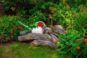 czerwona pelargonia i bluszcz w białej konewce - Pelargonium × hortorum and ivy in a watering can