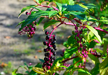 czarne owoce szkarłatki na różowym pędzie, Szkarłatka amerykańska (Phytolacca americana), dojrzałe owoce	
