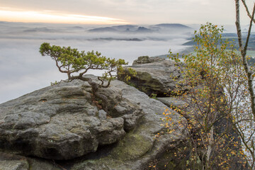Wetterkiefer auf einem Felsen am Lilienstein über dem Nebelmeer © Christoph