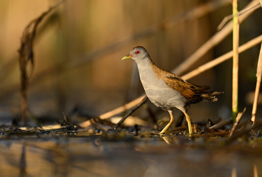 Little crake bird ( Porzana parva )