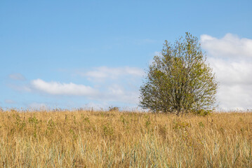 Fototapeta na wymiar Autumn meadow landscape in Estonia