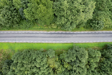 A road through a green forest