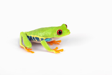 Red-eyed Tree Frog (Agalychnis callidryas) on tree branch.