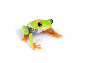 Red-eyed Tree Frog (Agalychnis callidryas) isolated on white background.