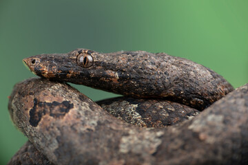 Candoia carinata snake, known commonly as Candoia ground boa snake, Pacific ground boa, or Pacific keel-scaled boa, camouflage with brown tree trunk colors.