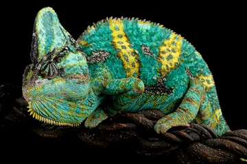 Foto auf Acrylglas Side view male Veiled Chameleon (Chamaeleo calyptratus) yellow bar on wood. © Lauren