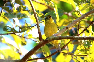 ave gaturamo verdadeiro - euphonia violacea