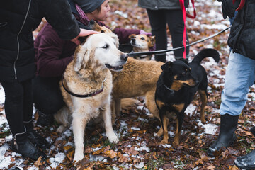 Stray dogs from the animal shelter on a walk with volunteers. High quality photo