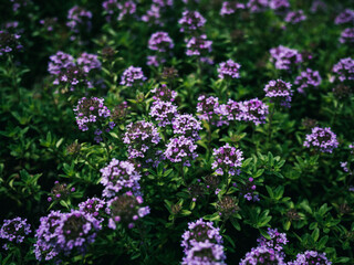 Obraz premium flowers in the garden