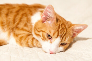 Red-white youing domestic cat lying on bed