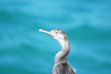 blue heron on the beach