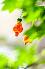 Macro photography of blooming lantern flowers.