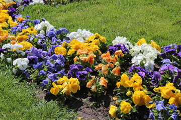 pansy flowers, alley of bright flowers in the park. Multi-colored pansies