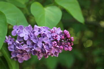 Lilac, a branch of a lilac flower. Floral background