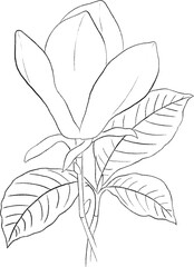 Set hand drawn flowers line art - Botanical illustration, pencil sketch, isolated, png, rose, sunflower, poppy, iris, peony, tulip, lilac