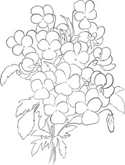 Set hand drawn flowers line art - Botanical illustration, pencil sketch, isolated, png, rose, sunflower, poppy, iris, peony, tulip, lilac