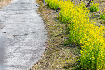 Obraz premium 道路沿いの菜の花 