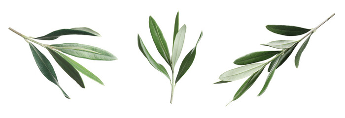 Set of olive twigs with fresh green leaves on white background. Banner design