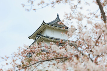 春の明石城と桜「兵庫県」