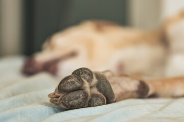 Close-up of a dog's paw resting on a bed.