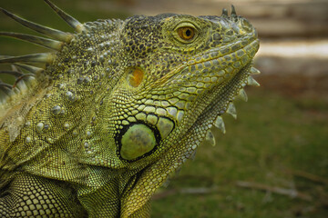 iguana on a branch