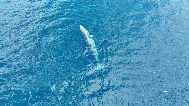 An Omura's Whale, Balaenoptera Edeni, Comes To The Surface To Breathe In The Solomon Islands. This Little Known Species, Also Known As The Dwarf Fin Whale, Feeds On Planktonic Organisms.