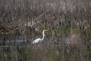 Great Egret