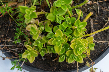 Plantas cenital