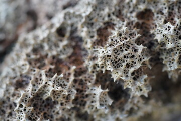 Close up of freshwater sponge phylum porifera. Amazon Metania reticulata, sources of bioactive compounds with antibiotic substances. They contain bacterial strains antimicrobial effects.