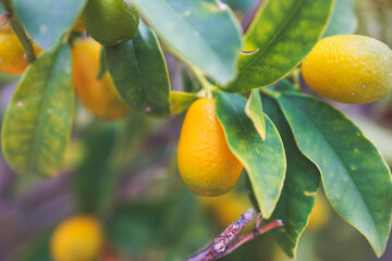Kumquat fruit tree branches growing in Corfu island, Greece, Ionian islands, Fortunella margarita cumquats, many fruit-bearing Kumquats grove