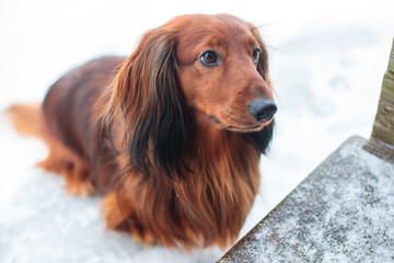 Dachshund dog, beautiful portrait of a red long-haired adult dachshund dog walk playing outside in snow in a winter snowy day - obrazy, fototapety, plakaty