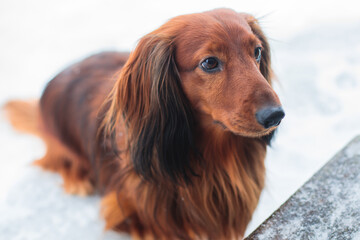 Dachshund dog, beautiful portrait of a red long-haired adult dachshund dog walk playing outside in snow in a winter snowy day - obrazy, fototapety, plakaty