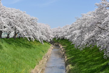 佐保川の桜