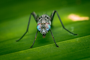 Macro photo of a signal fly have blue eyes and black body, Green leaf background, front view, Selective focus, Insect Thailand.