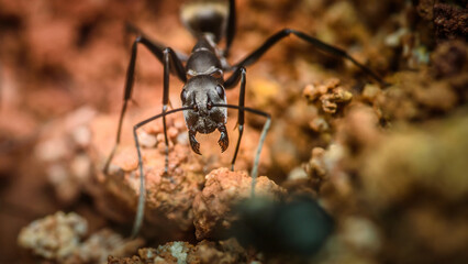 Close up face of black ant on the ground, Selective focus.